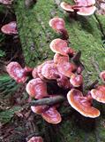 Ganoderma tsugae